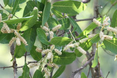 Terminalia arjuna